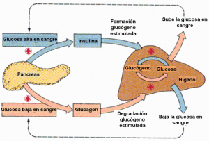 La elevacion del azúcar sanguíneo produce liberación de insulina y, cuando ésta baja, se libera glucagón que es una hormona antagonista de la insulina