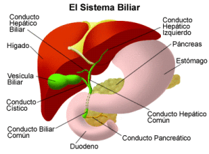 El sistema biliar está formado por el hígado que produce la bilis y la almacena en la vesícula, los conductos que la llevan al intestino y el páncreas que fabrica muchas sustancias que ayudan en la digestión y el metabolismo