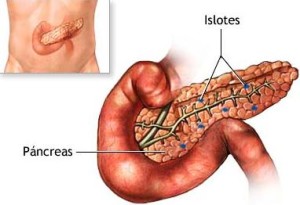 El pancreas al igual que el hígado tiene funciones en la digastión (exocrinas) y en el metabolismo (endocrinas) a traves de los islotes que producen hormonas