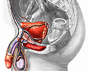 La prostata en el hombre es el equivalente embrionario del útero de la mujer y es fundamental en el proceso de reproducción