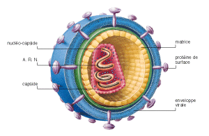 EL VIH o virus de inmunodeficiencia adquirida es uno de los seres vivos más inteligentes ya que se las ingenia para atacar y destruir las únicas células que podrían limitar su desarrollo los CD4