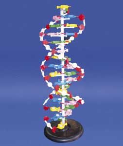 El ADN o doble hélice es la base de la vida. Todos los seres vivos derivamos de una molécula primitiva que obtuvo la capacidad de replicarse a si misma separando las dos helices que la forman y generando otras nuevas